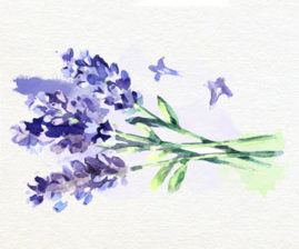 Lavender Extract